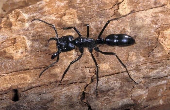 Самый большой вымерший муравей