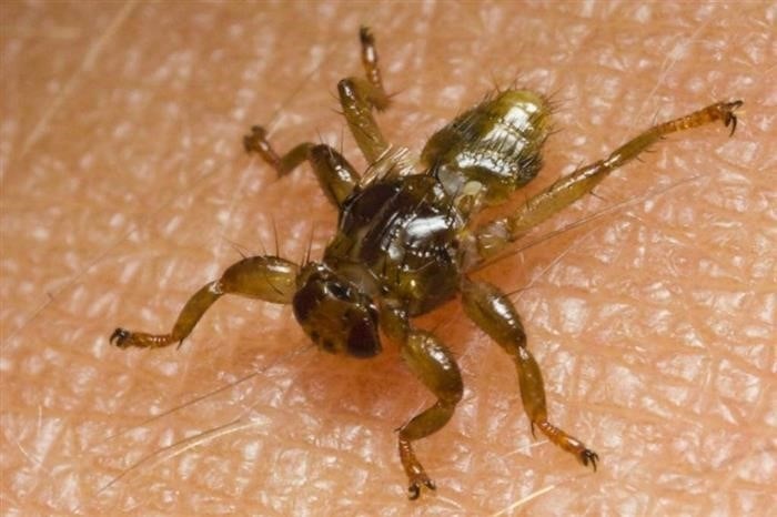 Как проявляется реакция на укус лосиной мухи?