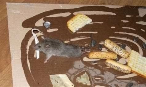 Какие особенности у клея для мышей и крыс?