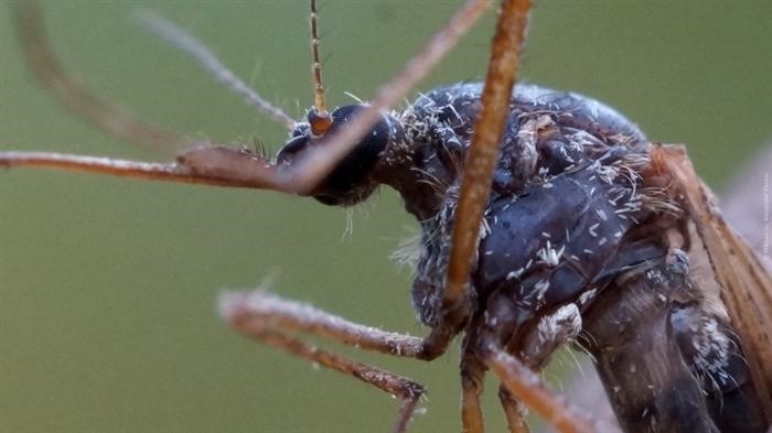 Как выглядят крылья комара под микроскопом