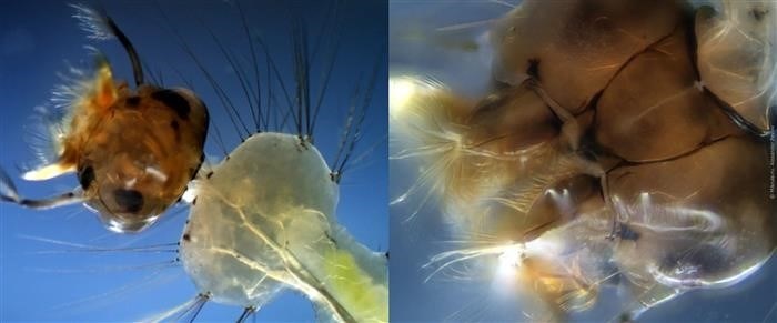 Особенности усиков комара под микроскопом