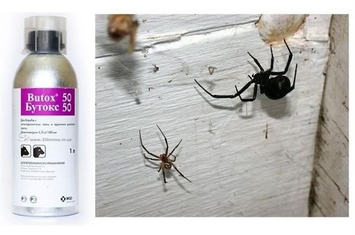 Почему в доме появляются пауки?