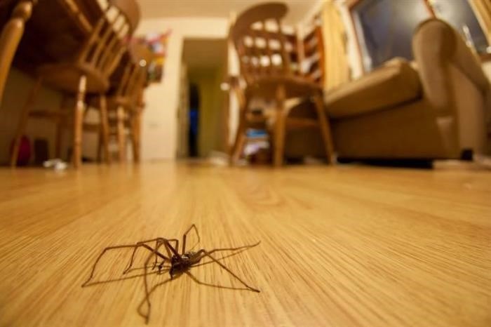 Какие виды пауков обитают в квартирах и домах