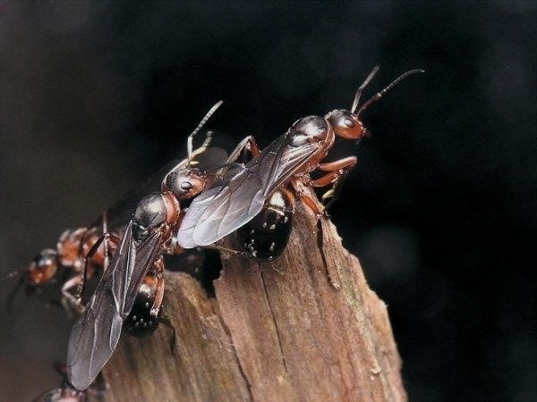 Почему муравьи летают?