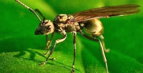 Советы по избавлению от летающих муравьев