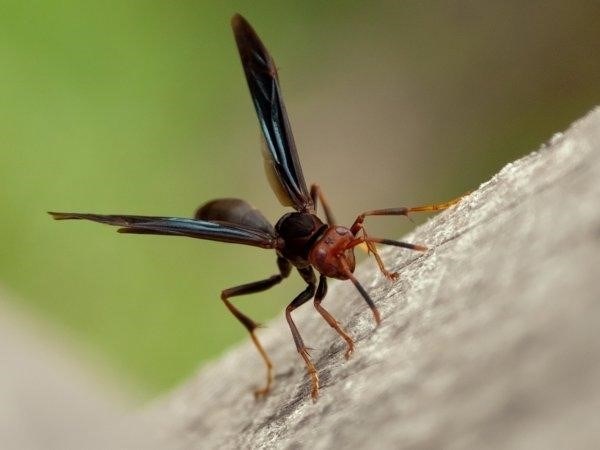 Химические препараты для эффективной борьбы с летающими муравьями