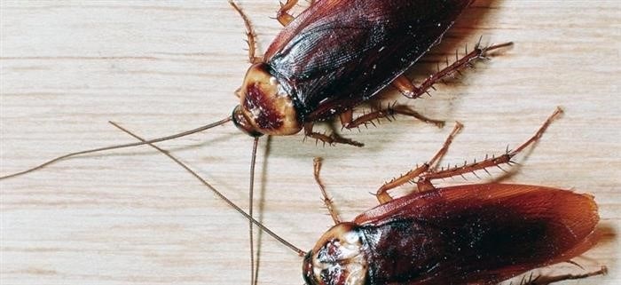 Самые эффективные народные средства против домашних тараканов
