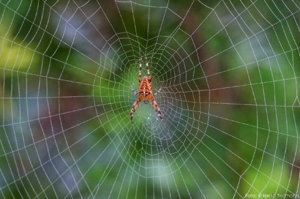 Опасен ли паук-крестовик?