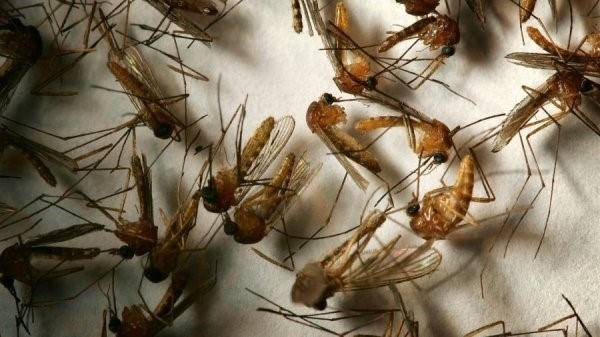 Как размножаются комары