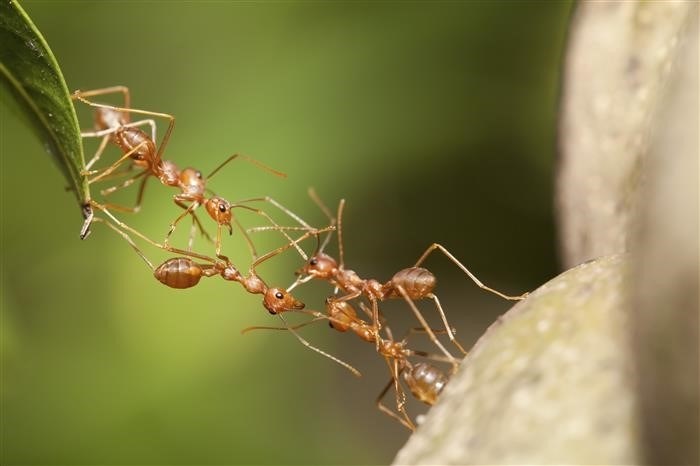 Основная информация о муравьях