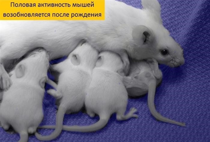 Как размножаются мыши в диких и в домашних условиях. Сравнение