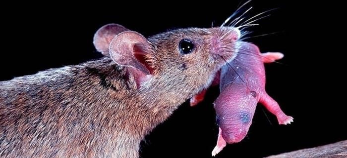 Что делать, если в доме размножаются мыши?