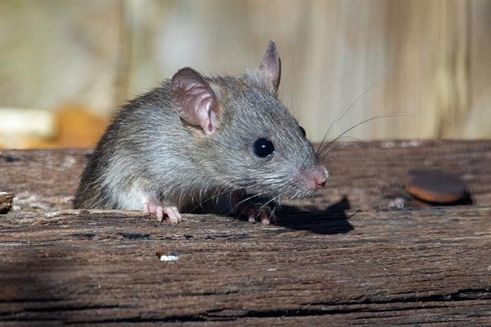 Почему крысы появляются в доме?