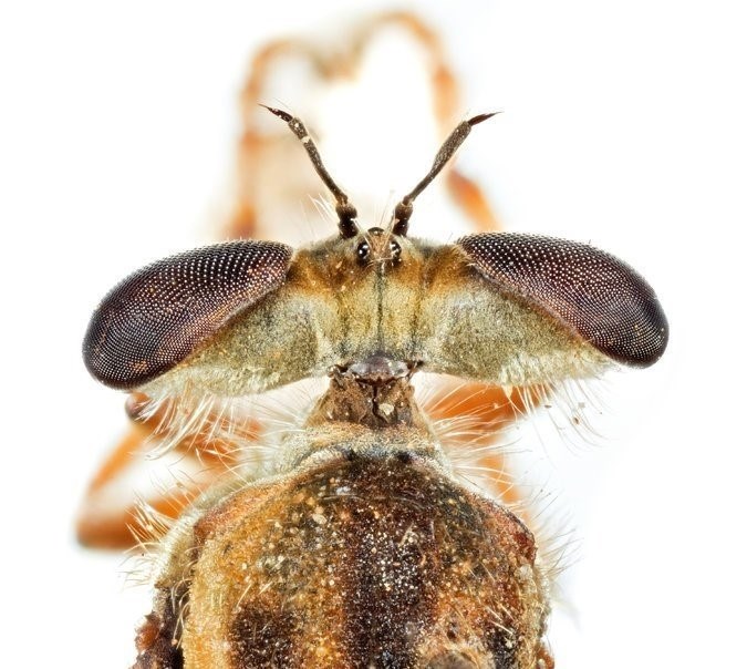 Какой вред может причинить муха?