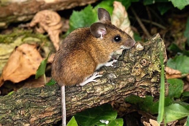Общие характеристики семейства мышиных