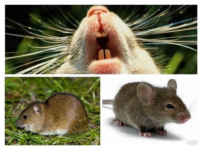 О размножении мышей