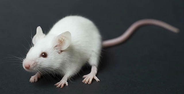 Вред от мышей