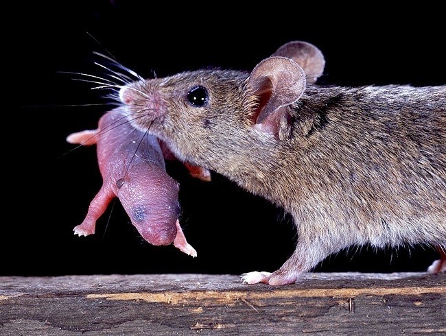 Какие бывают декоративные мыши?