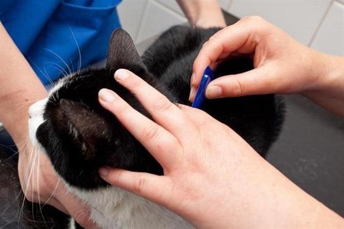 Противопоказания и побочные действия при использовании капель чистотела от блох для кошек
