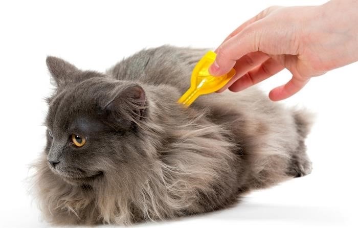 Преимущества и недостатки капель чистотел от блох для кошек