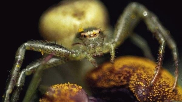 Каракурт: ядовитый паук смертельной опасности