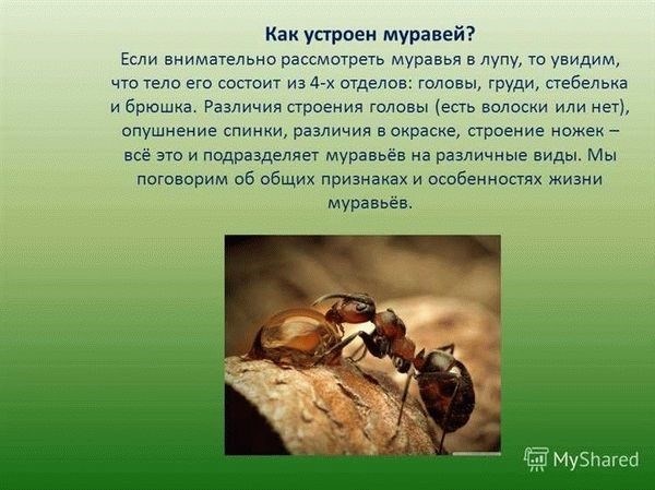 Краткое описание муравьев