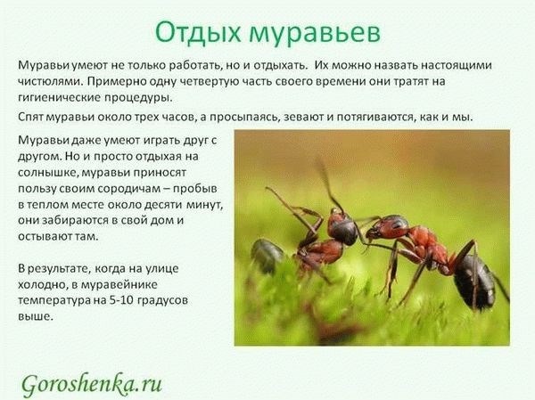 Жизненный цикл муравьев