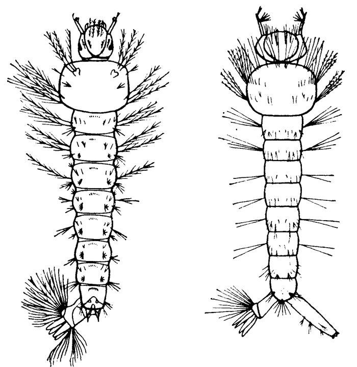 Строение неполовозрелых комаров