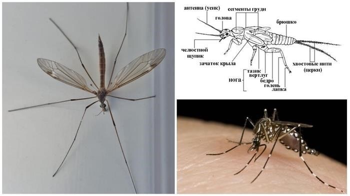 Как устроено тело комара