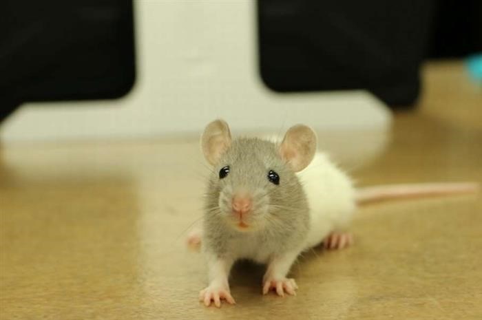 Почему крысы редко живут долго?