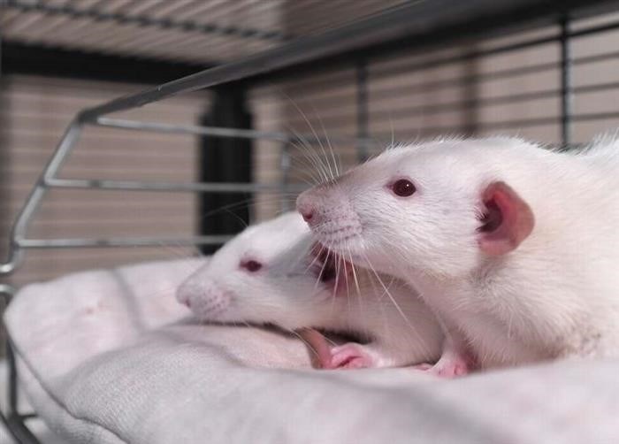 Можно ли продлить домашней крысе жизнь?