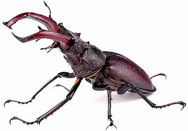 Что такое таракан и где они обитают?