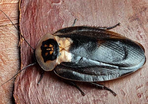 Информация о 5 самых крупных тараканах в мире