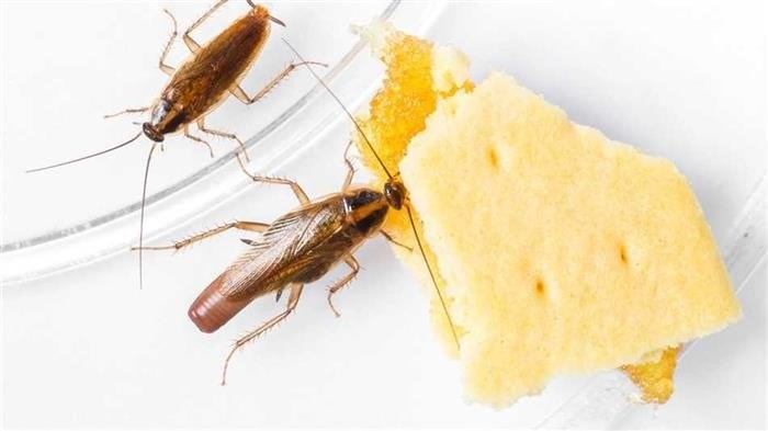 Инструкция по применению уксуса от тараканов в квартире