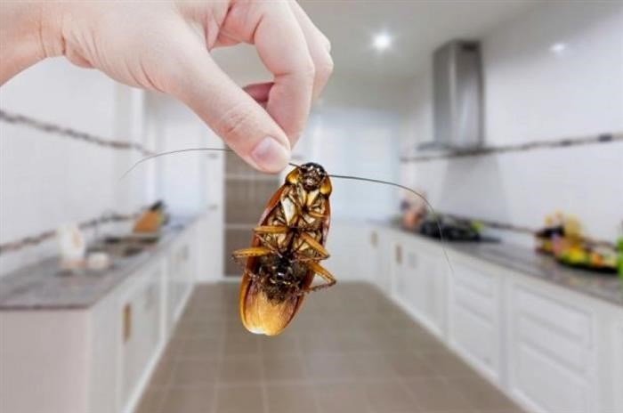 Как избавиться от тараканов в загородном доме?