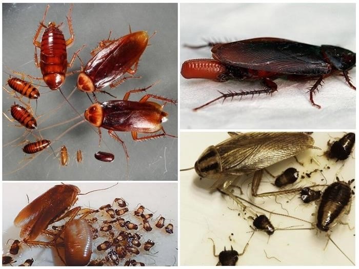 Опасность рыжего домашнего таракана для человека