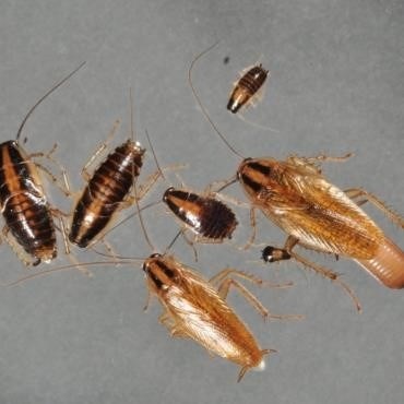 Социальная структура и размножение рыжего домашнего таракана