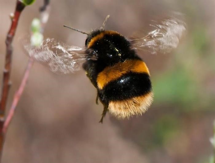 Различия между жалами пчелы и шмеля меда