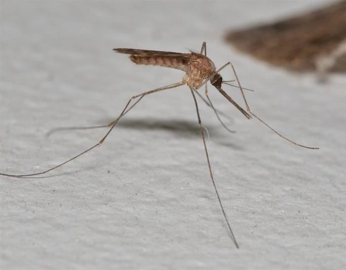 Малярийный комар: внешний вид насекомого с подпорченной репутацией