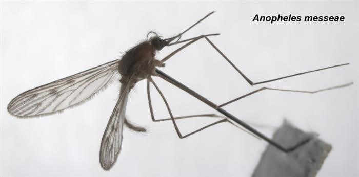Как выглядит малярийный комар?