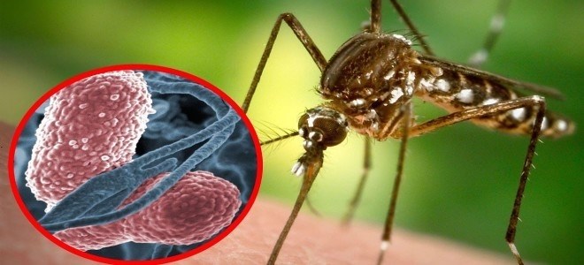 Рацион питания малярийного комара и его опасность