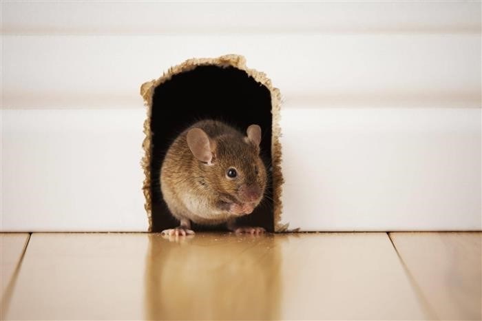Причины и последствия запаха мышей