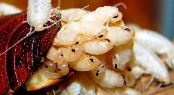 Общая информация о поведении самок и самцов тараканов