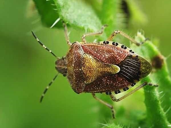  Что такое вонючие жуки?