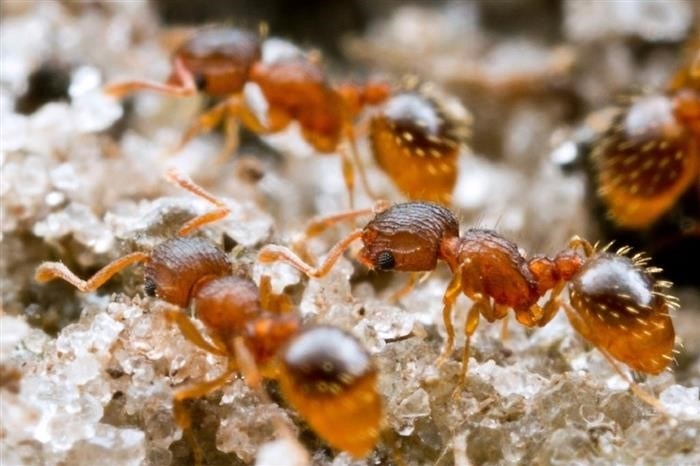 Чем опасны огненные муравьи для человека? Ответы пользователей
