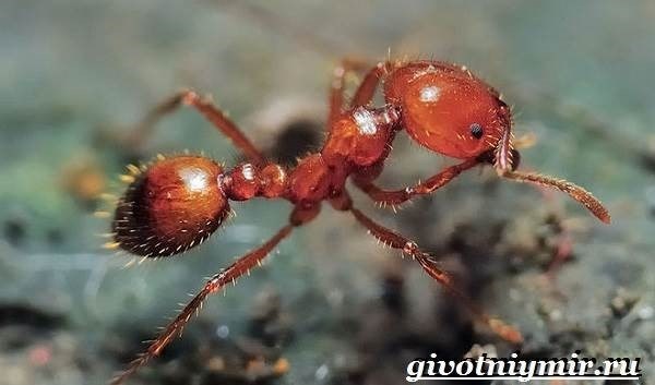 Стратегии кормления и ведения сельского хозяйства: огненные муравьи как фермеры