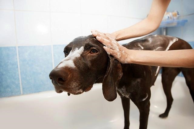 Мыло от блох и клещей у собак: эффективность и выбор