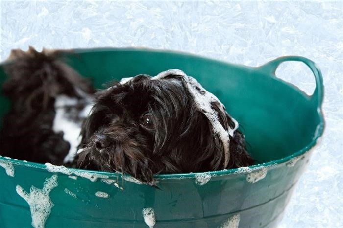 Использование мыла при дерматите у собак
