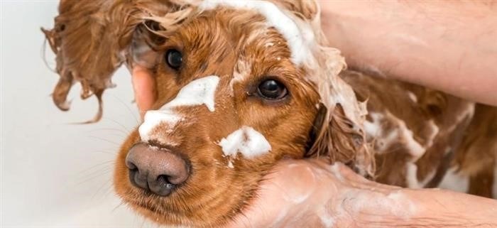 Почему не рекомендуется мыть собаку обычными средствами