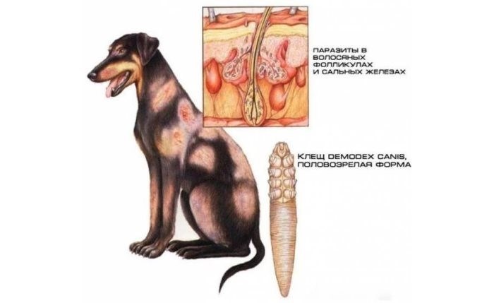 Формы и признаки заболевания клещевым дерматитом у собак